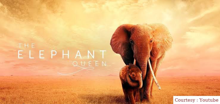 The Elephant Queen 