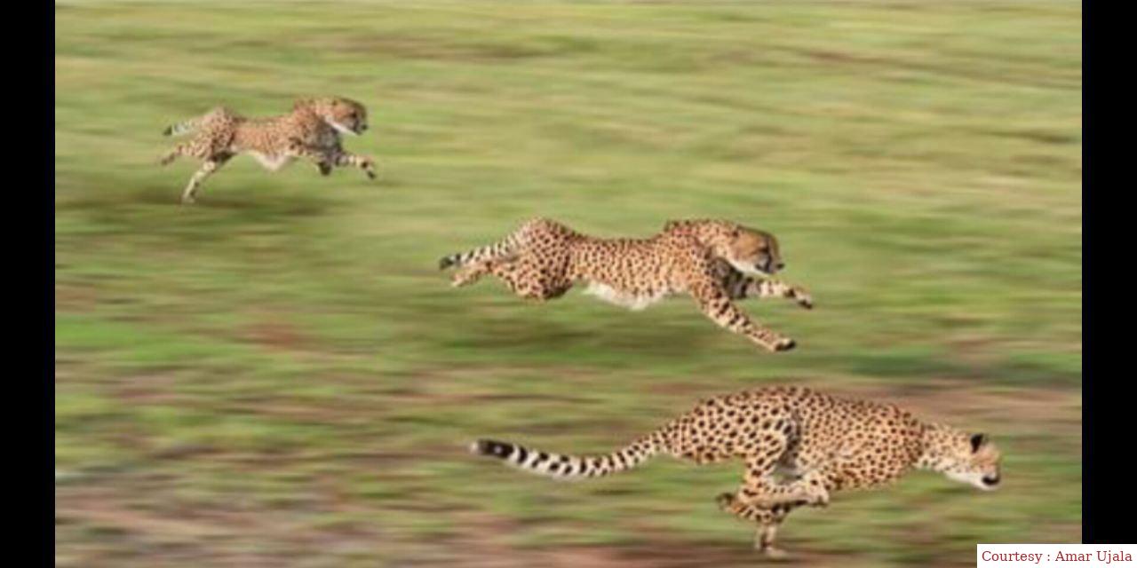 The Government of India is trying to save the cheetahs.