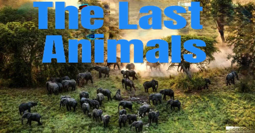 The Last Animals