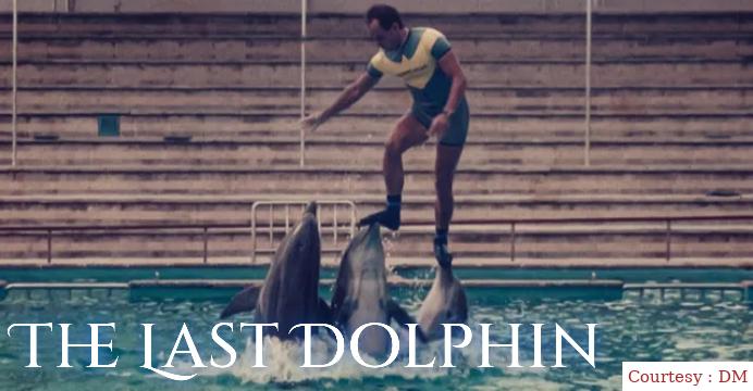 The Last Dolphin King 