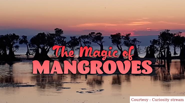Watch Free  The Magic of Mangroves Full Movie Online