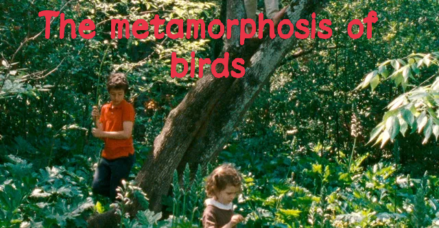 Watch Free  The Metamorphosis of Birds Full Movie Online