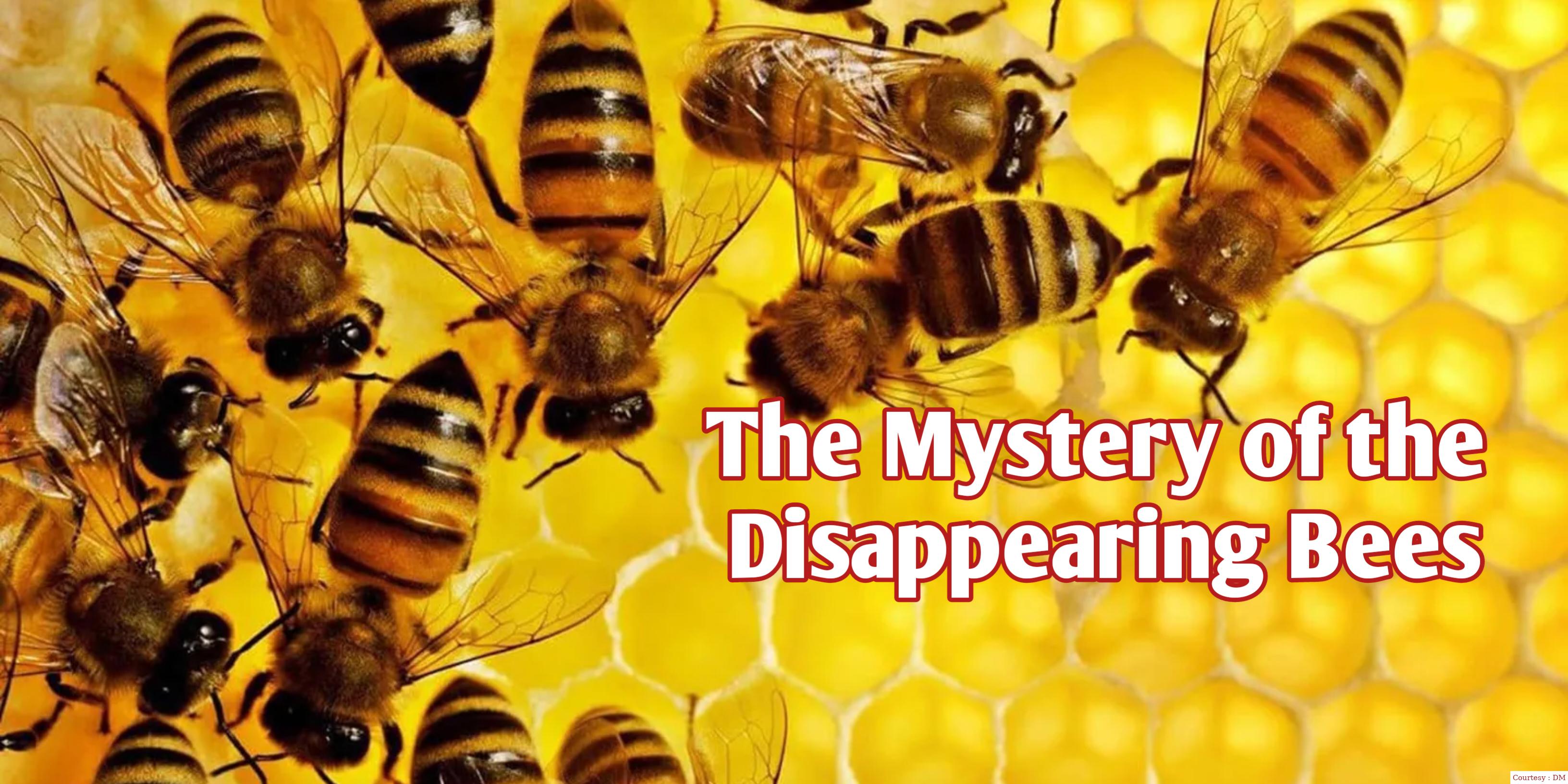 The Mystery of the Disappearing Bees