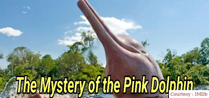 The Mystery of the Pink Dolphin