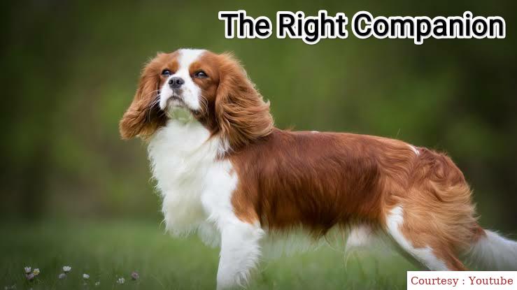 Watch Free  The Right Companion Full Movie Online