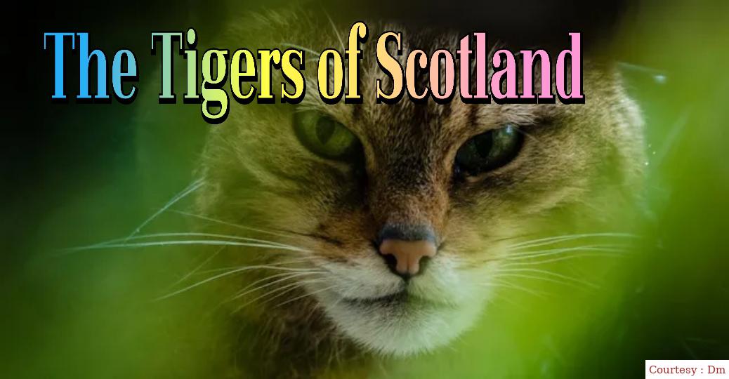 The Tigers of Scotland 