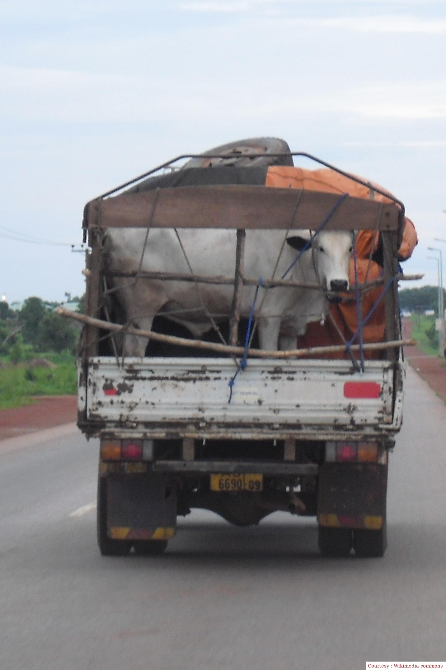 The truck full of cows stopped.