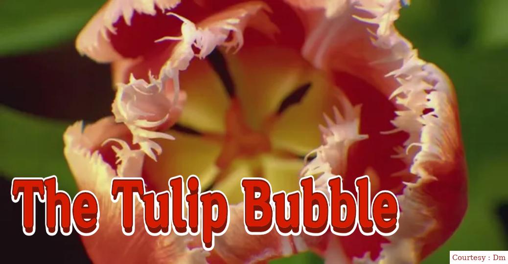 The Tulip Bubble