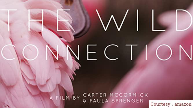 Watch Free  The Wild Connection Full Movie Online