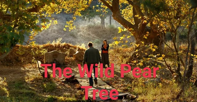 The Wild Pear Tree 