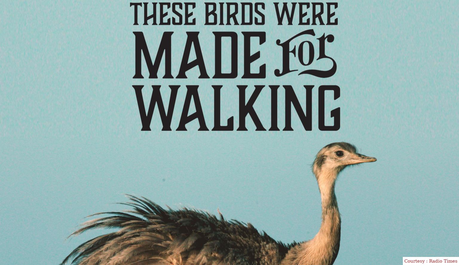 These Birds Were Made for Walking
