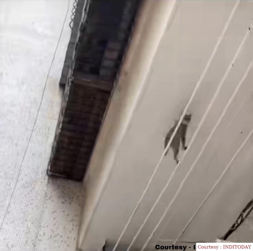 This act of cat surprised the internet