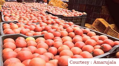 Tomatoes will be sold from August 15 to Rs 50 kg