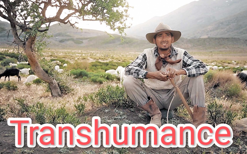 Transhumance