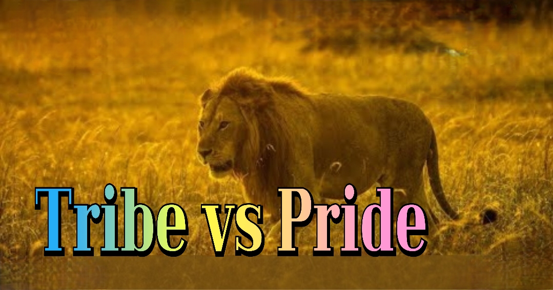 Tribe vs Pride 