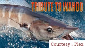 Watch Free Tribute to Wahoo Full Movie Online