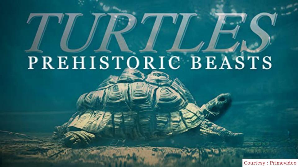 Turtles: Prehistoric Beasts