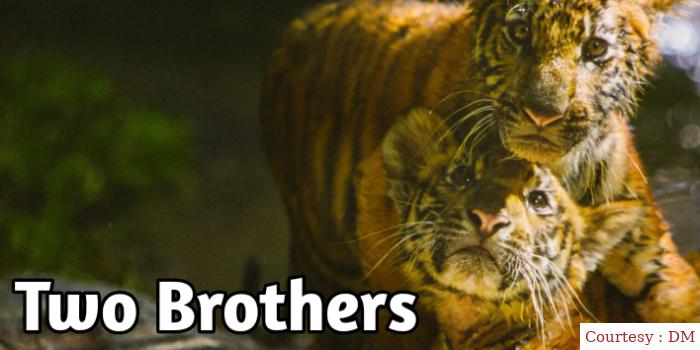 Watch Free  Two Brothers Full Movie Online