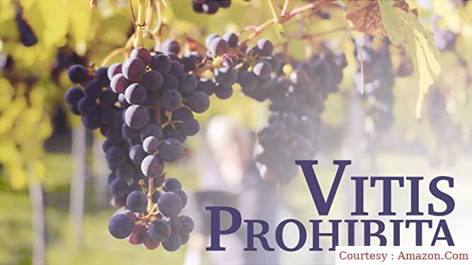 Vitis Prohibita