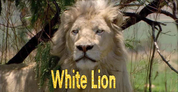 White Lion