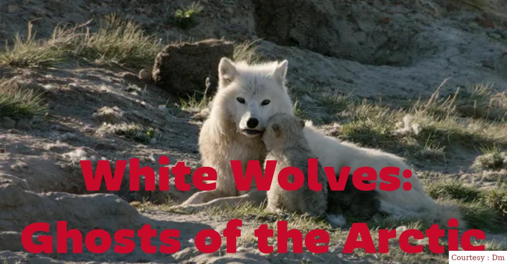 White Wolves: Ghosts of the Arctic