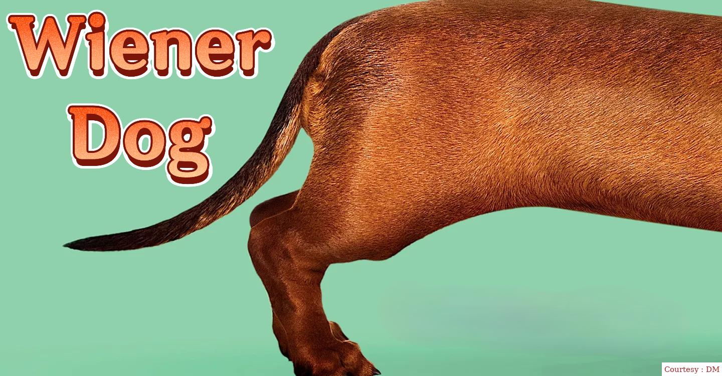 Wiener-Dog
