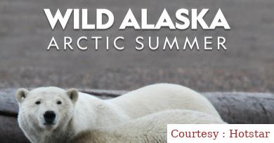 Wild Alaska: Arctic Summer