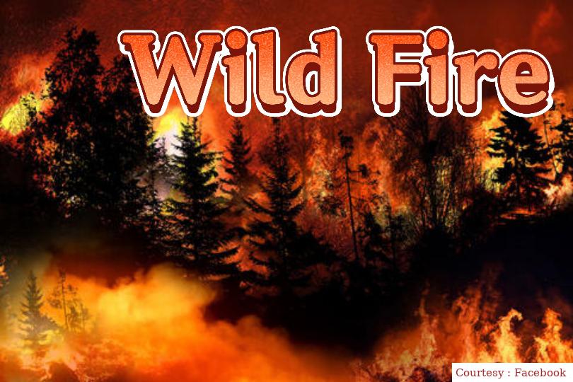 Watch Free  Wild Fire Full Movie Online