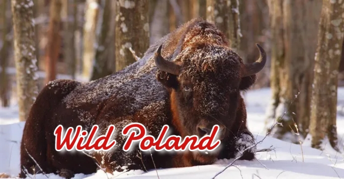 Watch Free  Wild Poland Full Movie Online