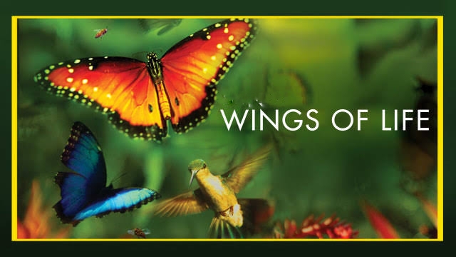 Watch Free  Wings of Life Full Movie Online