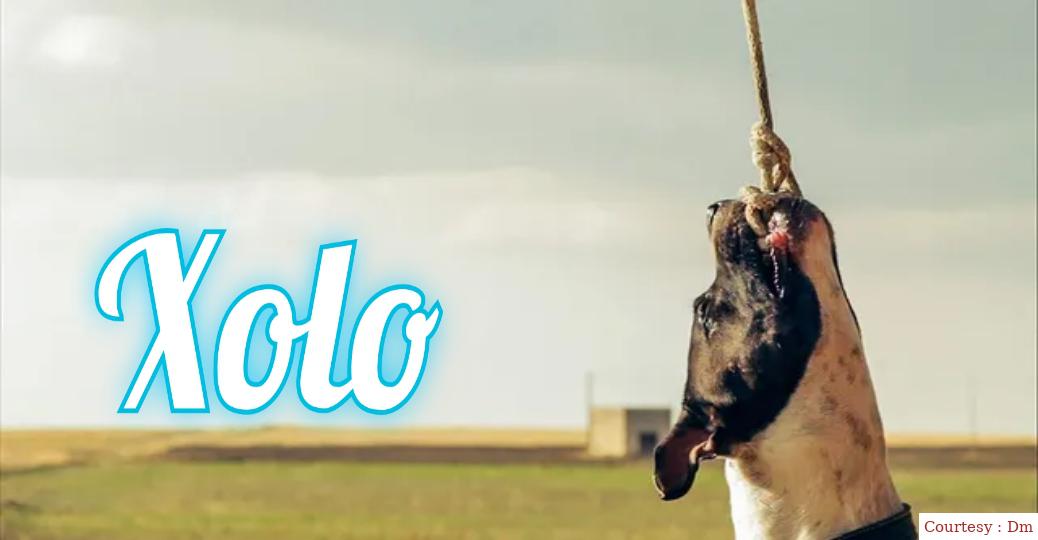 Watch Free  Xolo Full Movie Online