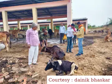 सरकारी गोशाला में 9 पशु मरणासन्न हालत में मिले, पंचायत सचिव और ग्राम प्रधान के खिलाफ केस दर्ज।