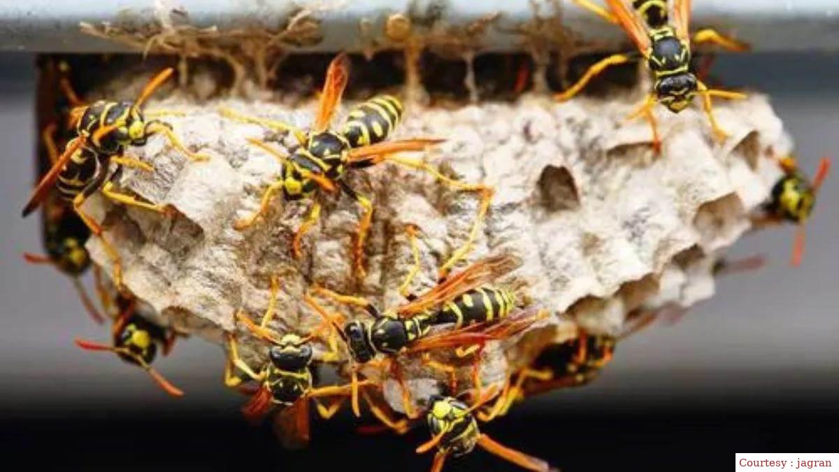 गोपालगंज : हड्डा के काटने से सात साल के बच्चे की मौत।
